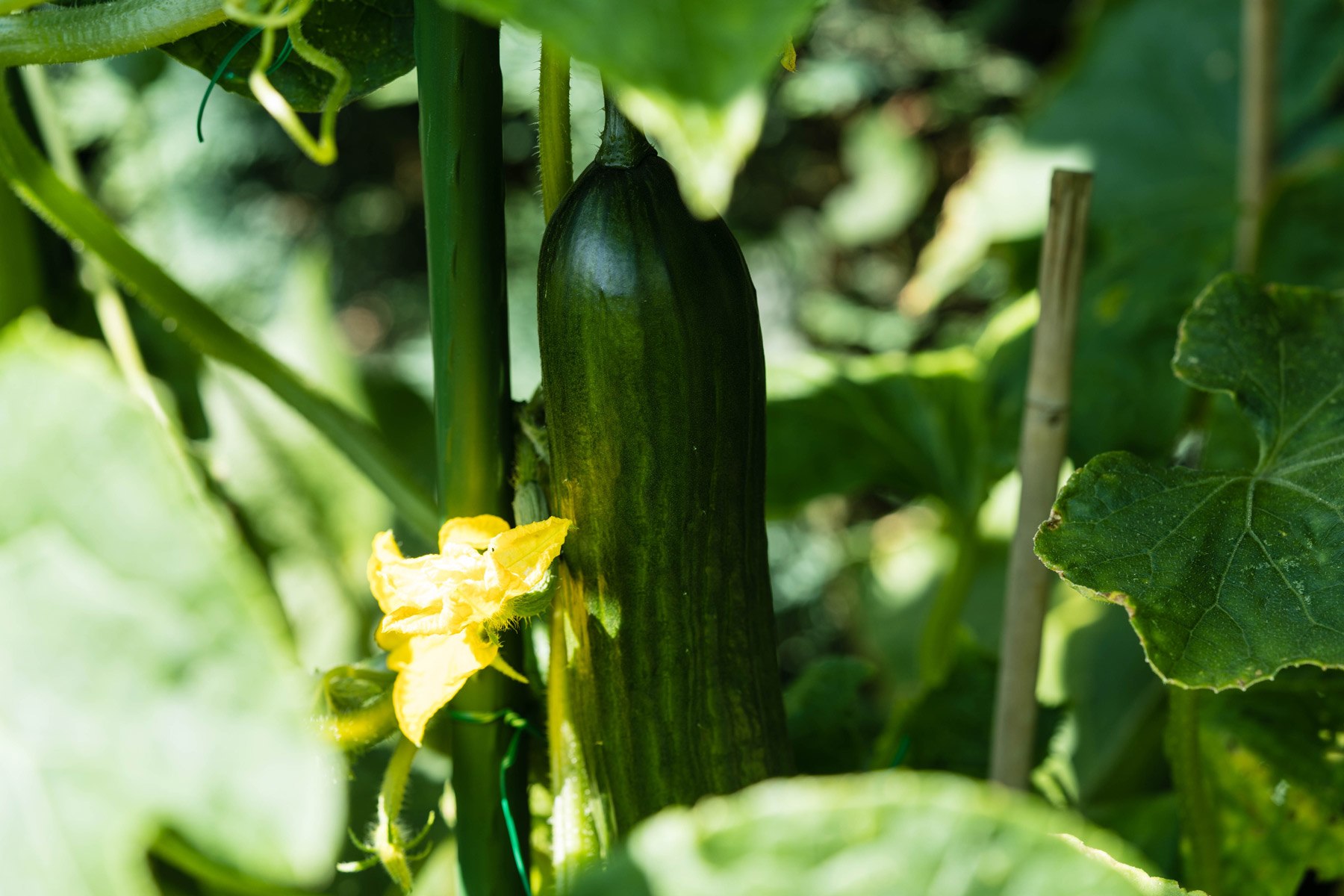 Indiából a tányérunkba – az uborka története