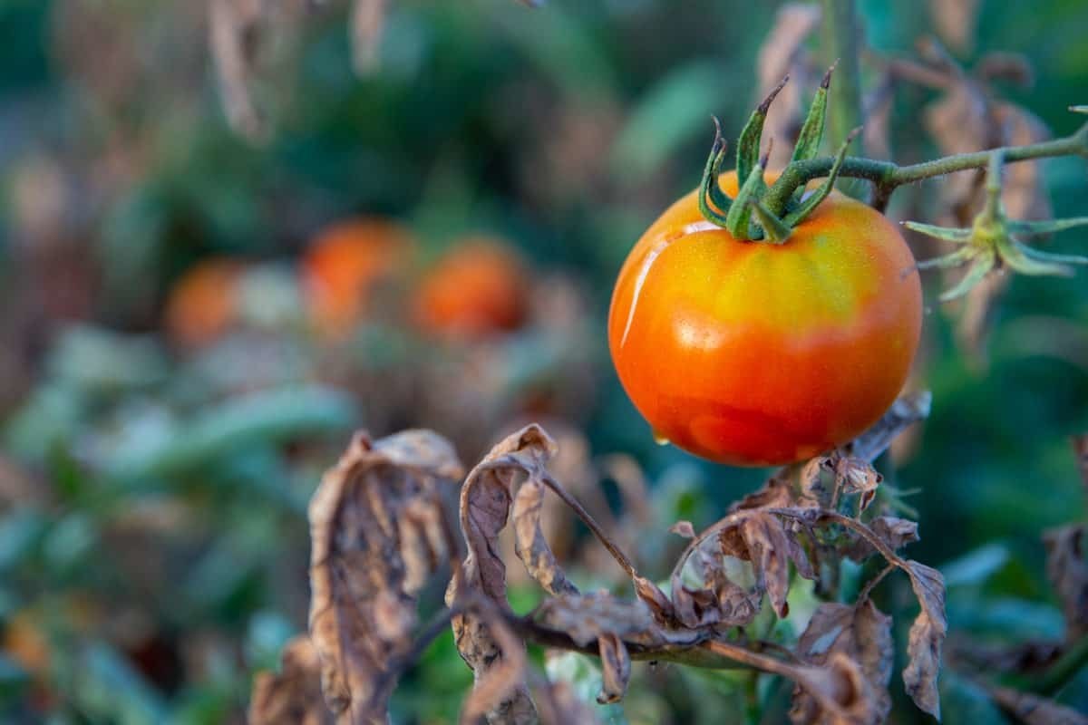 Ha tönkrement, akkor sem teljesen haszontalan a paradicsom