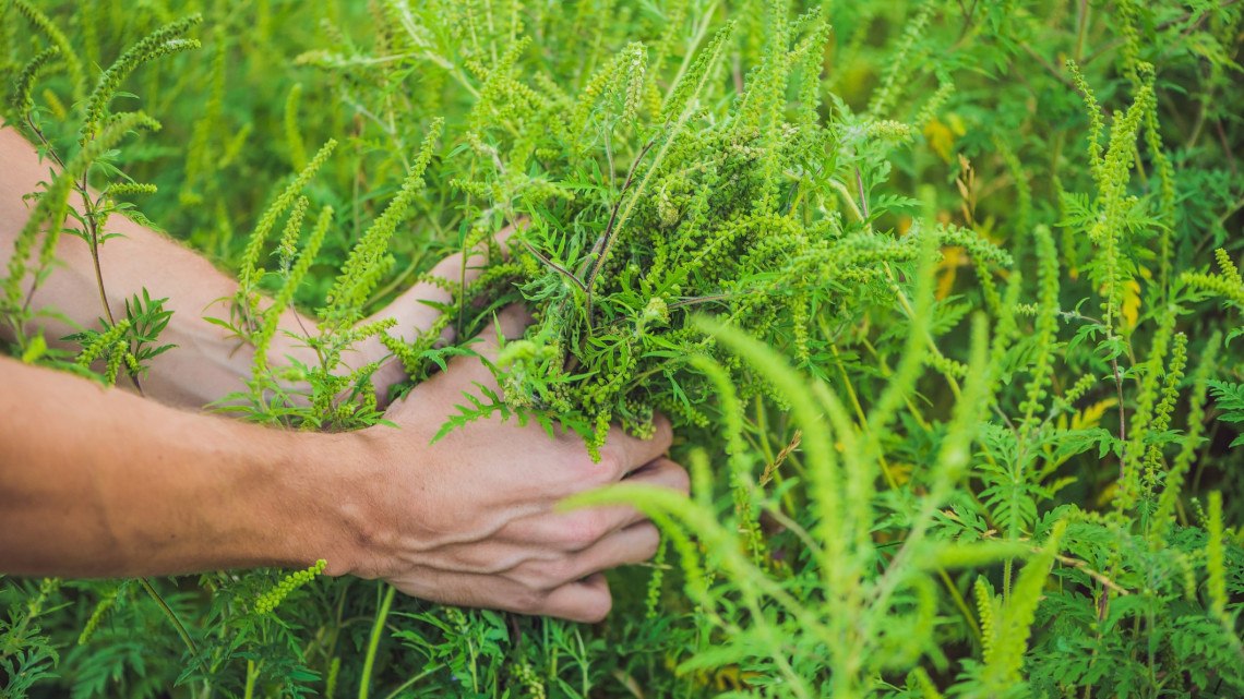 Ezekkel az ételekkel vigyázz, ha allergiás vagy a parlagfűre!