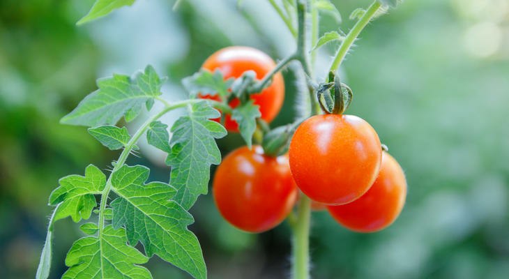 Nyersen vagy inkább feldolgozott formában előnyösebb fogyasztani a paradicsomot?