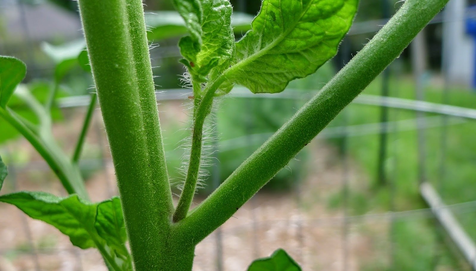 Ezért fontos a paradicsom rendszeres metszése, kacsolása