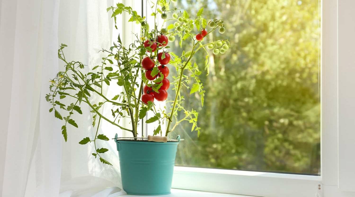 Paradicsomtermesztés a lakásban? Télen sem akadály!